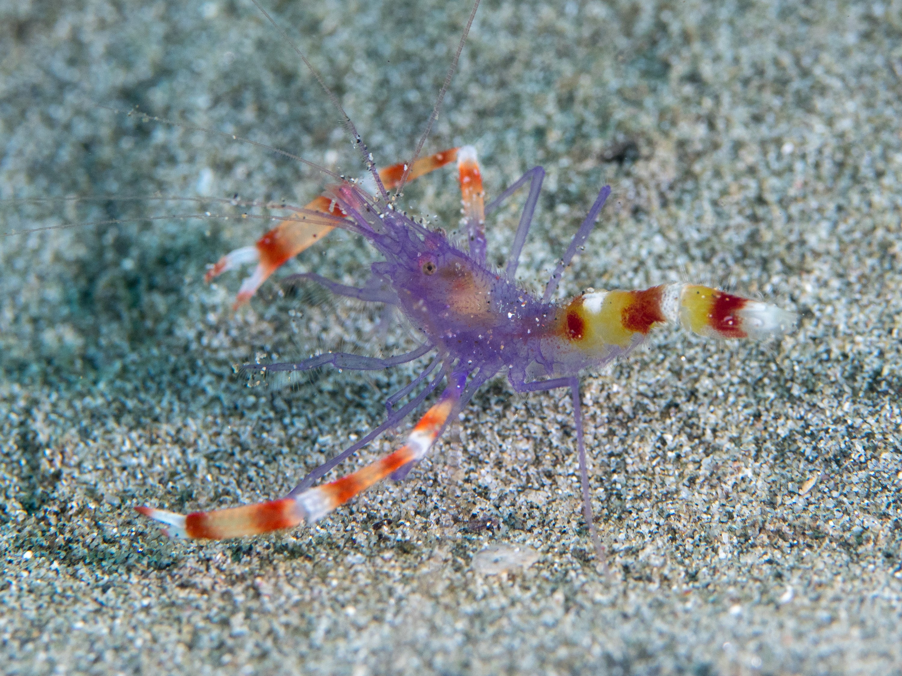 Purple Coral Banded Shrimp (Stenopus tenuirostris) - Photo: Rickard Zerpe, CC BY 2.0, via Wikimedia Commons