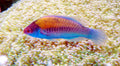 Yellow Millennium Fairy Wrasse (Cirrhilabrus cyanopleura) — Photo: Brian Gratwicke, CC BY 3.0, via Wikimedia Commons