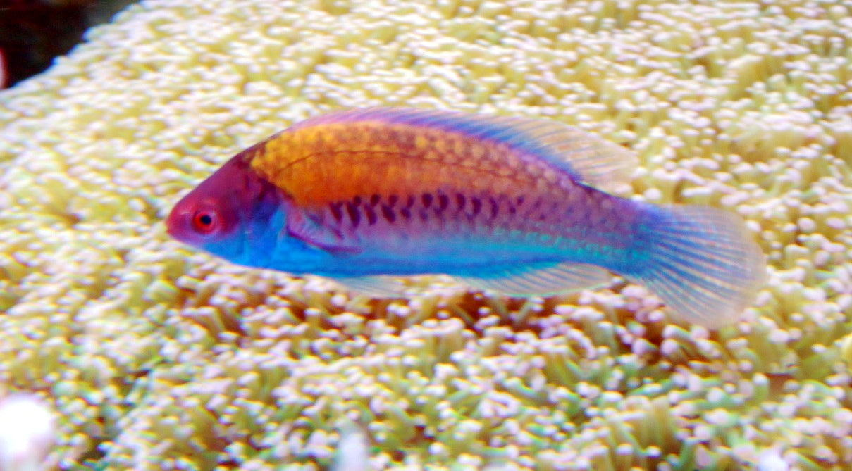 Yellow Millennium Fairy Wrasse (Cirrhilabrus cyanopleura) — Photo: Brian Gratwicke, CC BY 3.0, via Wikimedia Commons