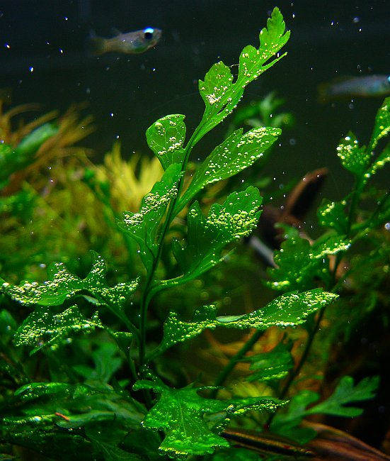 Bolbitis Heudelotii (Bolbitis heudelotii) — via Wikimedia Commons