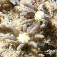 Neon Green Star Polyp (Briareum violacea) — Photo: Heike Wägele & Annette Klussmann-Kolb, CC BY 2.0, via Wikimedia Commons