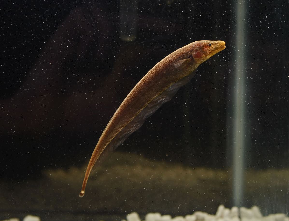 Brown Ghost Knife (Apteronotus leptorhynchus) — Photo: Aidanreynolds03, CC0, via Wikimedia Commons