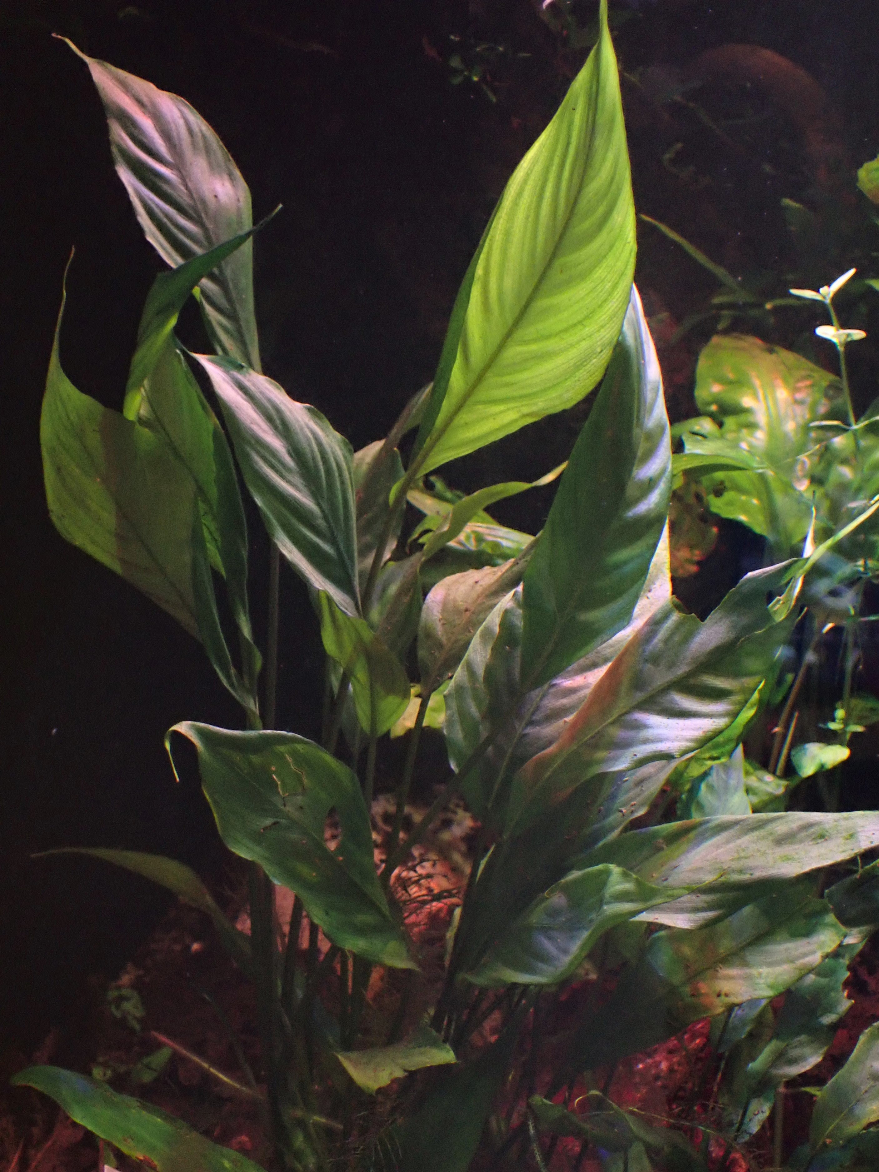 Brownie Blue Boyan Bucephalandra — Photo: Krzysztof Ziarnek, Kenraiz, CC BY-SA 4.0, via Wikimedia Commons
