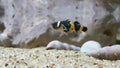 Dwarf Bumble Bee Goby (Brachygobius sp.)