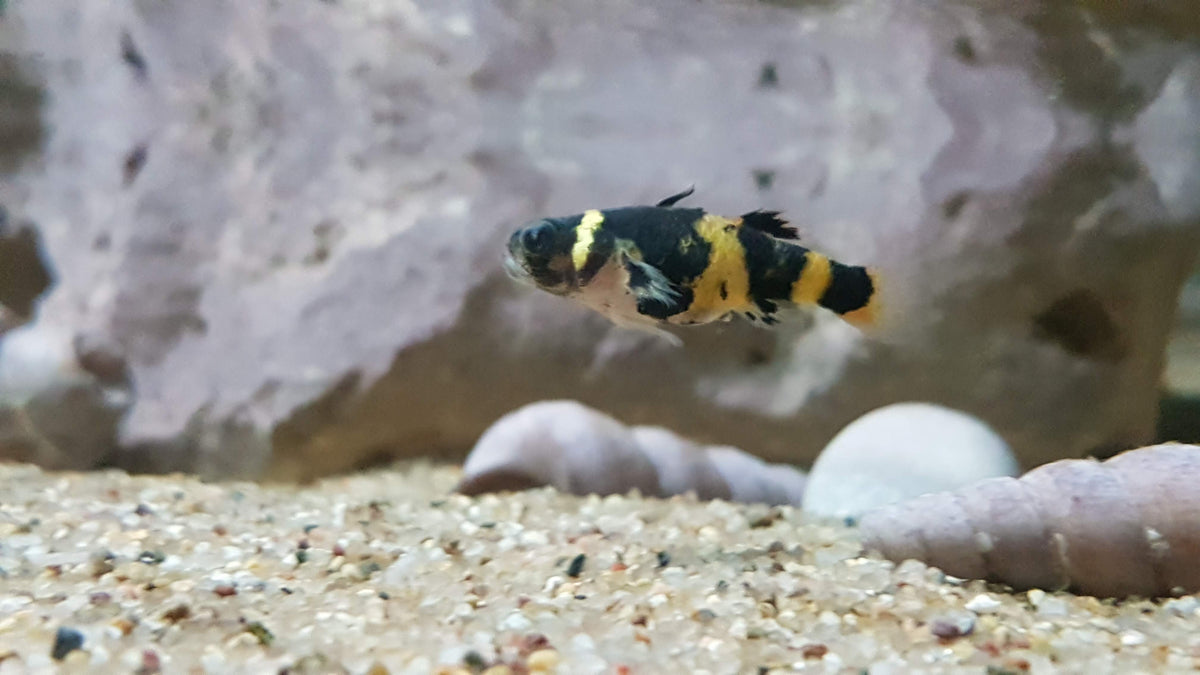 Dwarf Bumble Bee Goby (Brachygobius sp.)