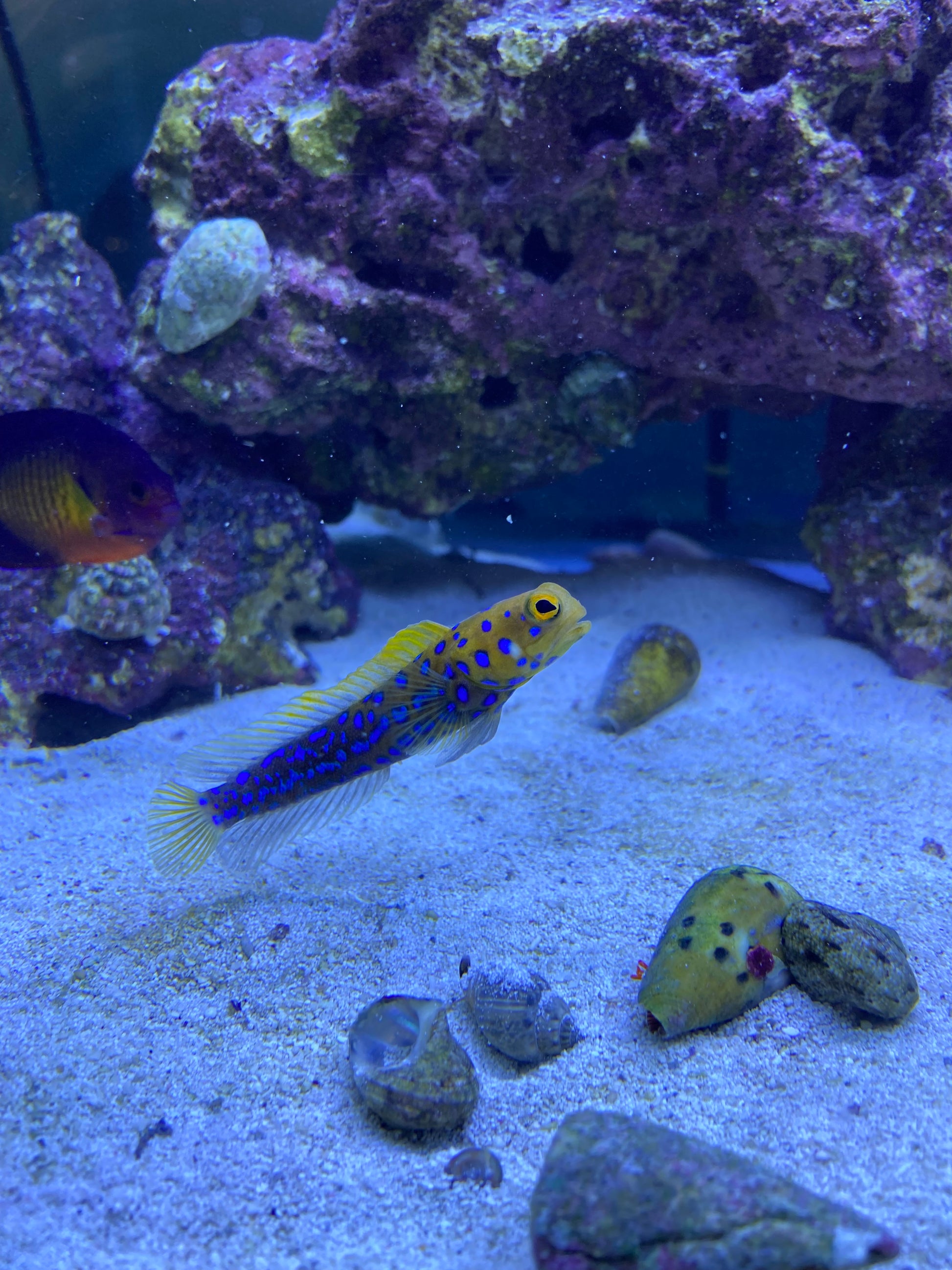 Blue Spotted Jawfish - YoCamron’s Aquatics