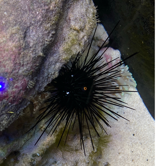 Longspine Urchin
