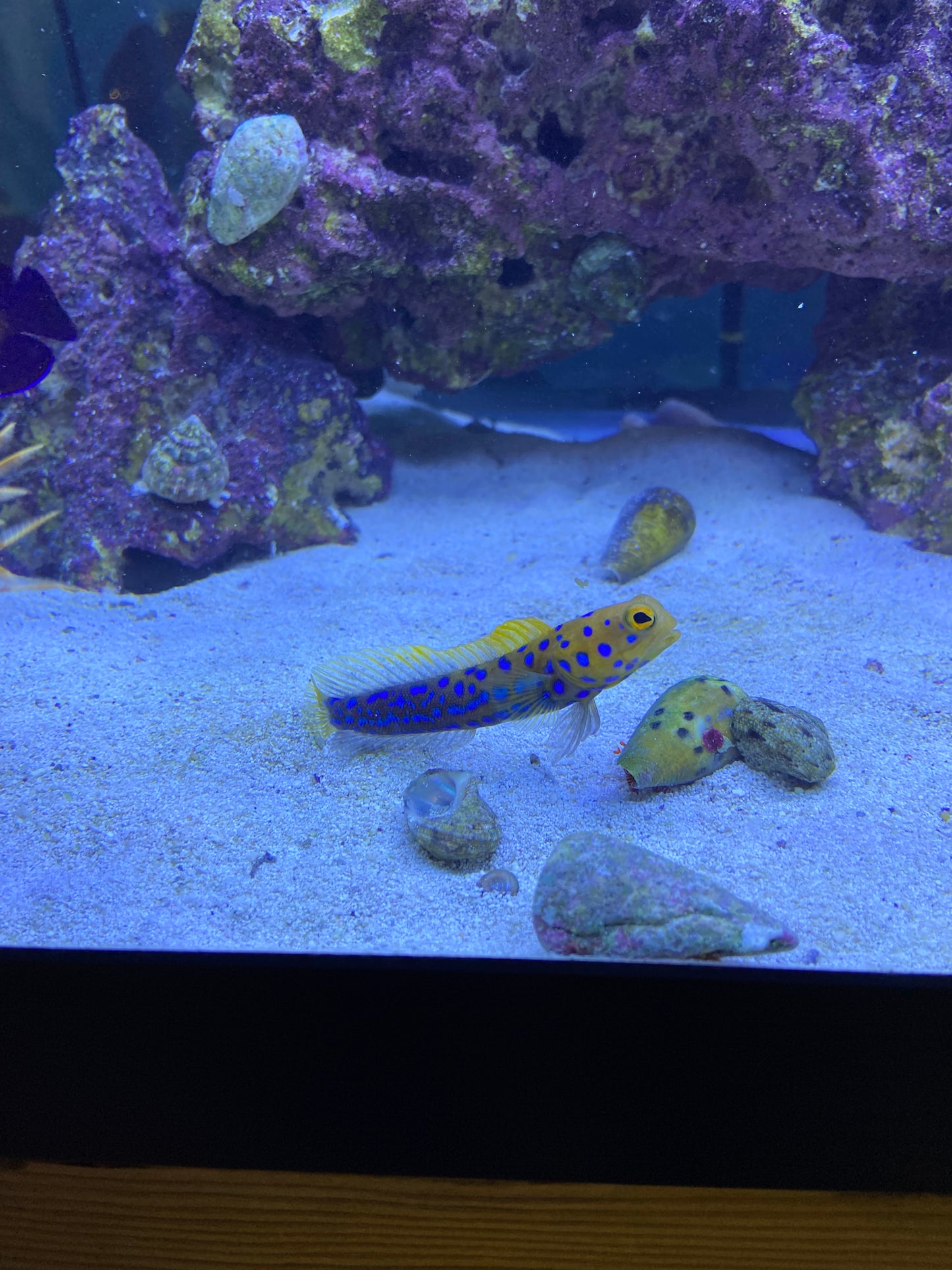 Blue Spotted Jawfish - YoCamron’s Aquatics