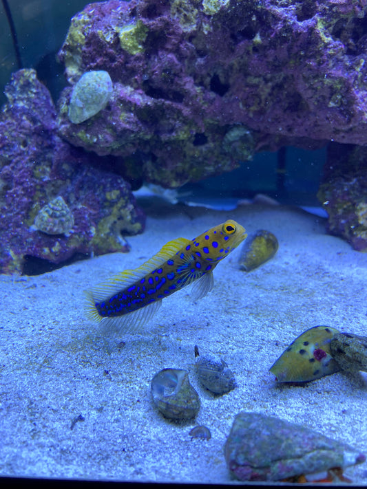 Blue Spotted Jawfish - YoCamron’s Aquatics