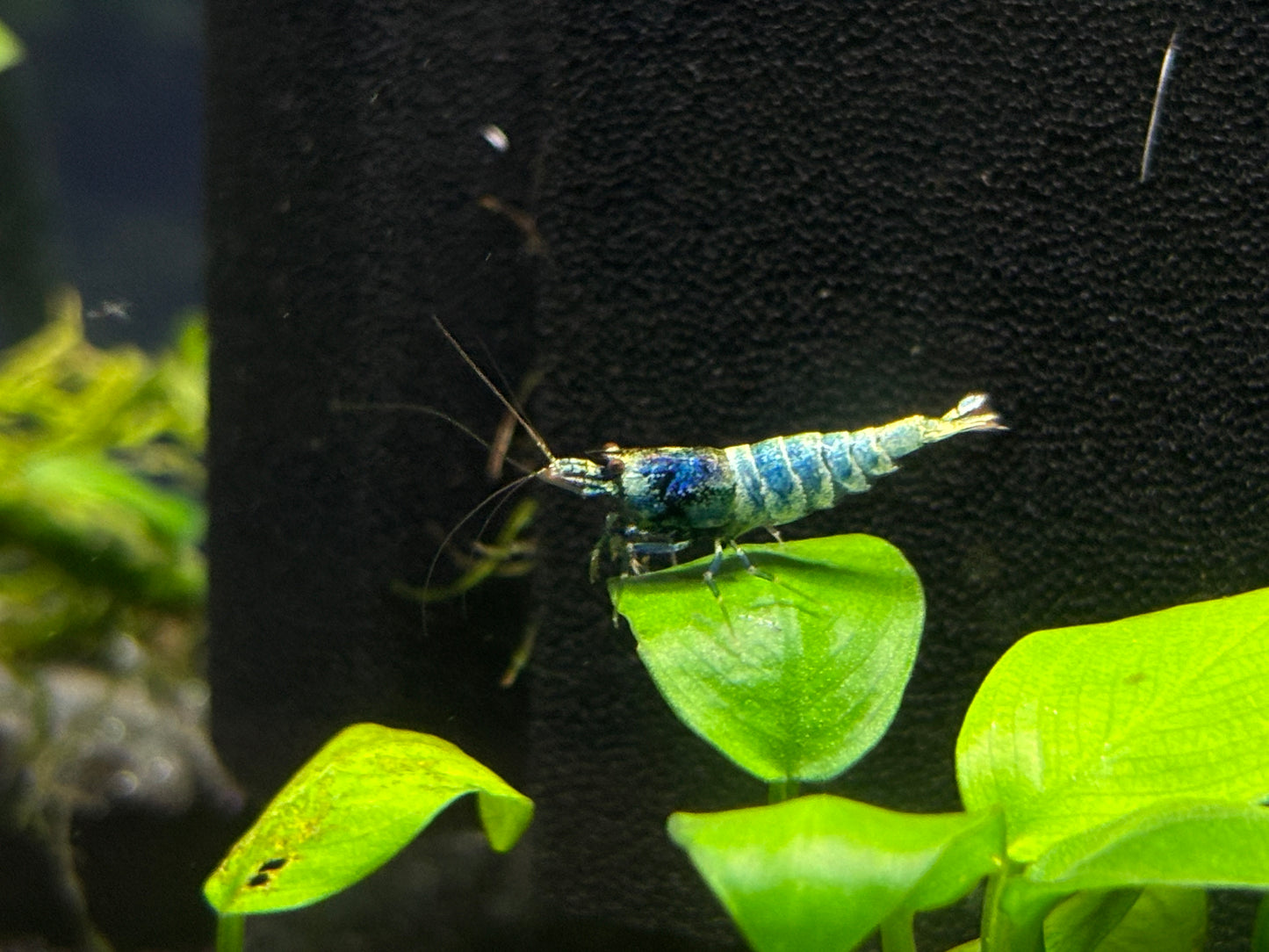 Blue Bolt Caridina Shrimp - YoCamron’s Aquatics