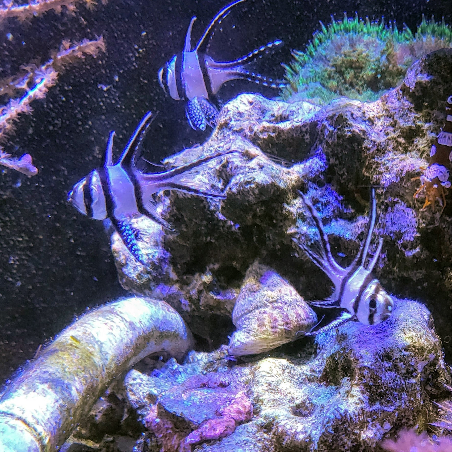 Banggai Cardinalfish