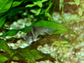 Agassizi's Cory (Corydoras agassizii) — Photo: NasserHalaweh, CC-BY-SA 4.0, via Wikimedia Commons