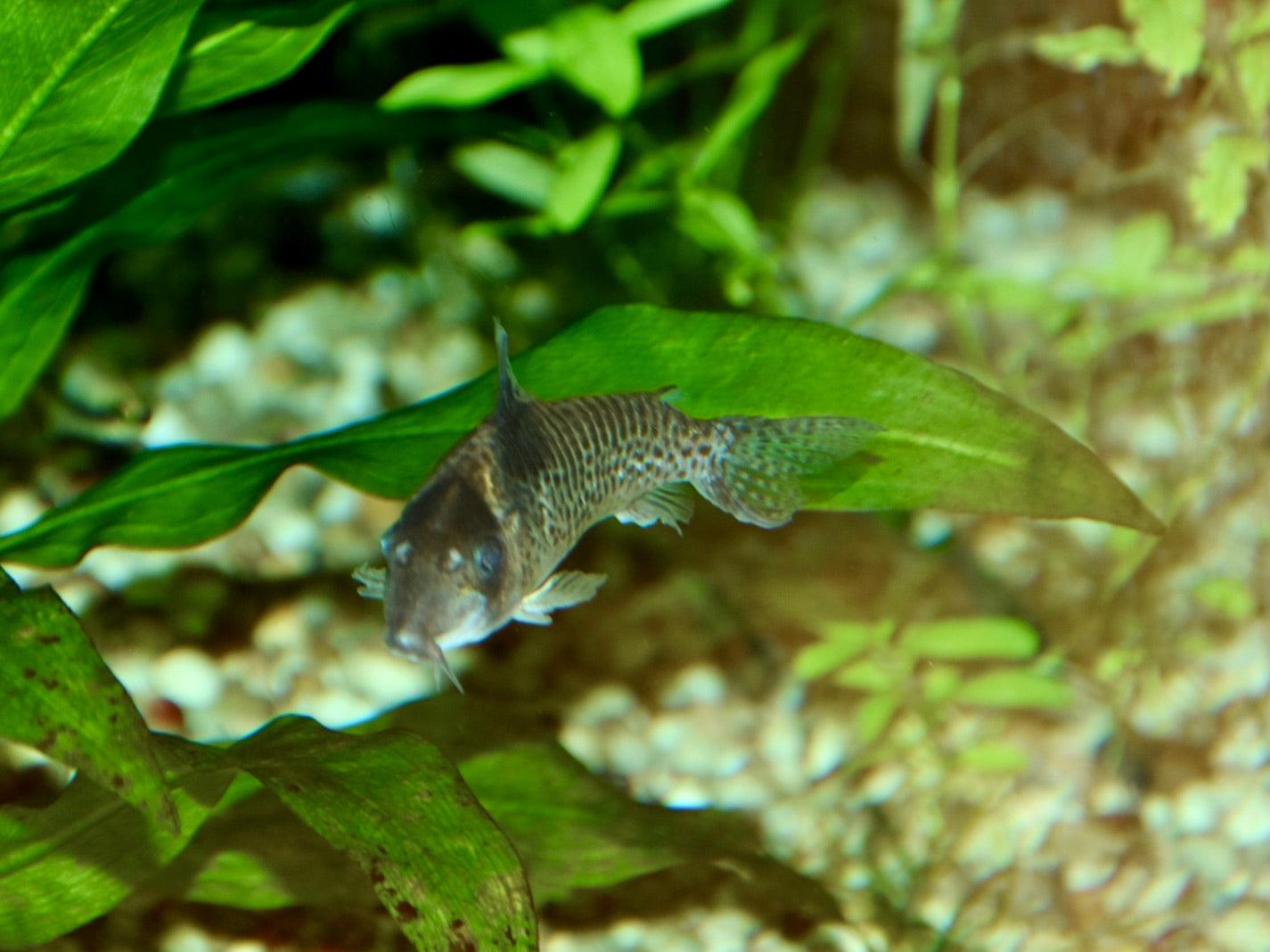 Agassizi's Cory (Corydoras agassizii) — Photo: NasserHalaweh, CC-BY-SA 4.0, via Wikimedia Commons