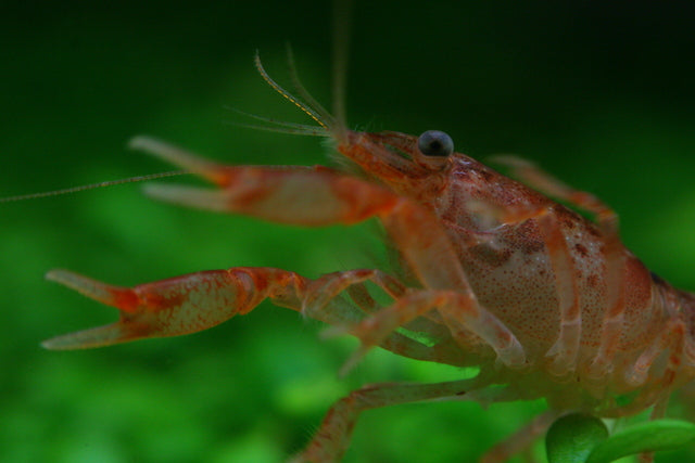 Mini Mexican Orange Lobster / Crayfish (Cambarellus patzcuarensis) — Photo: Melunb, CC BY-SA 3.0 DE, via Wikimedia Commons