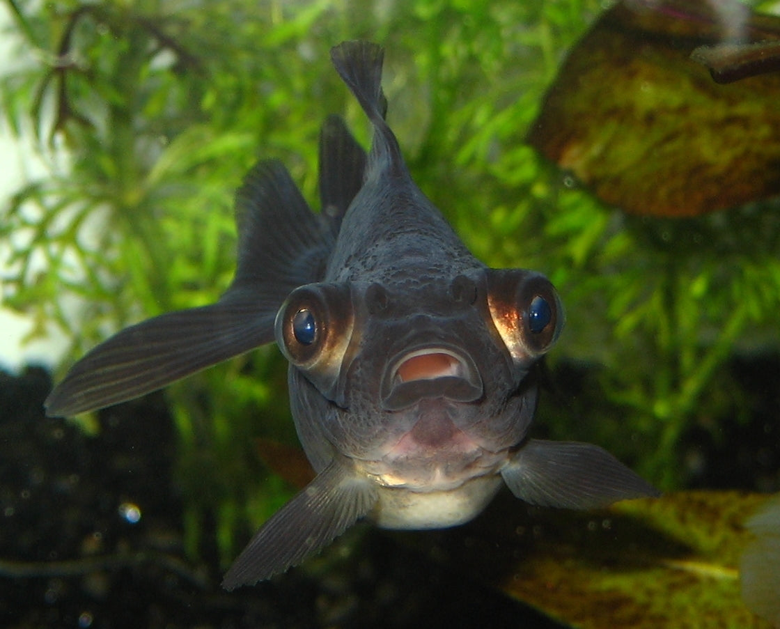 Japanese Butterfly Moor Goldfish (Carassius auratus) — Photo: Svampen, CC BY-SA 4.0, via Wikimedia Commons