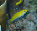Atlantic Blue Head Wrasse (Thalassoma bifasciatum)