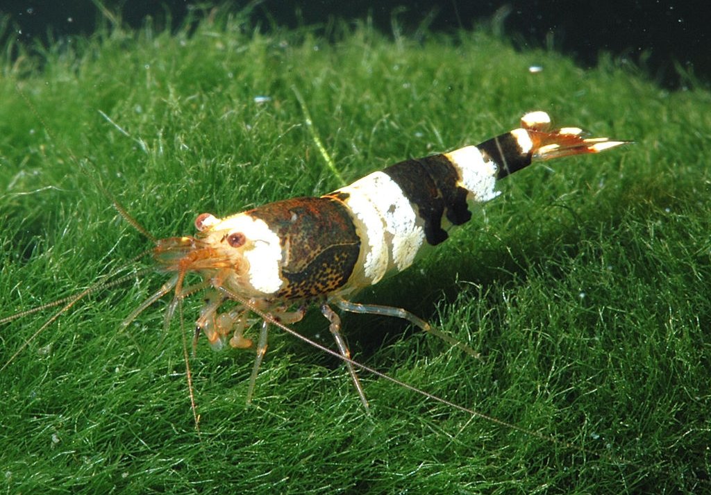 Pure Black Line Shrimp (Caridina cf. cantonensis 'Crystal Black') — photo: DirkBlankenhaus, CC BY-SA 3.0, via Wikimedia Commons