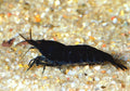 Pure Black Line Shrimp (Caridina cantonensis) — Photo: DirkBlankenhaus, CC BY-SA 3.0, via Wikimedia Commons