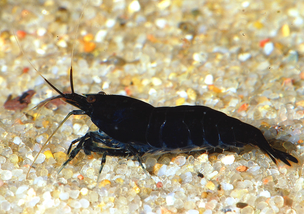 Pure Black Line Shrimp (Caridina cantonensis) — Photo: DirkBlankenhaus, CC BY-SA 3.0, via Wikimedia Commons