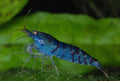 Orange Eye Royal Blue Tiger Shrimp (Caridina cantonensis) — Photo: DirkBlankenhaus, CC BY-SA 3.0, via Wikimedia Commons