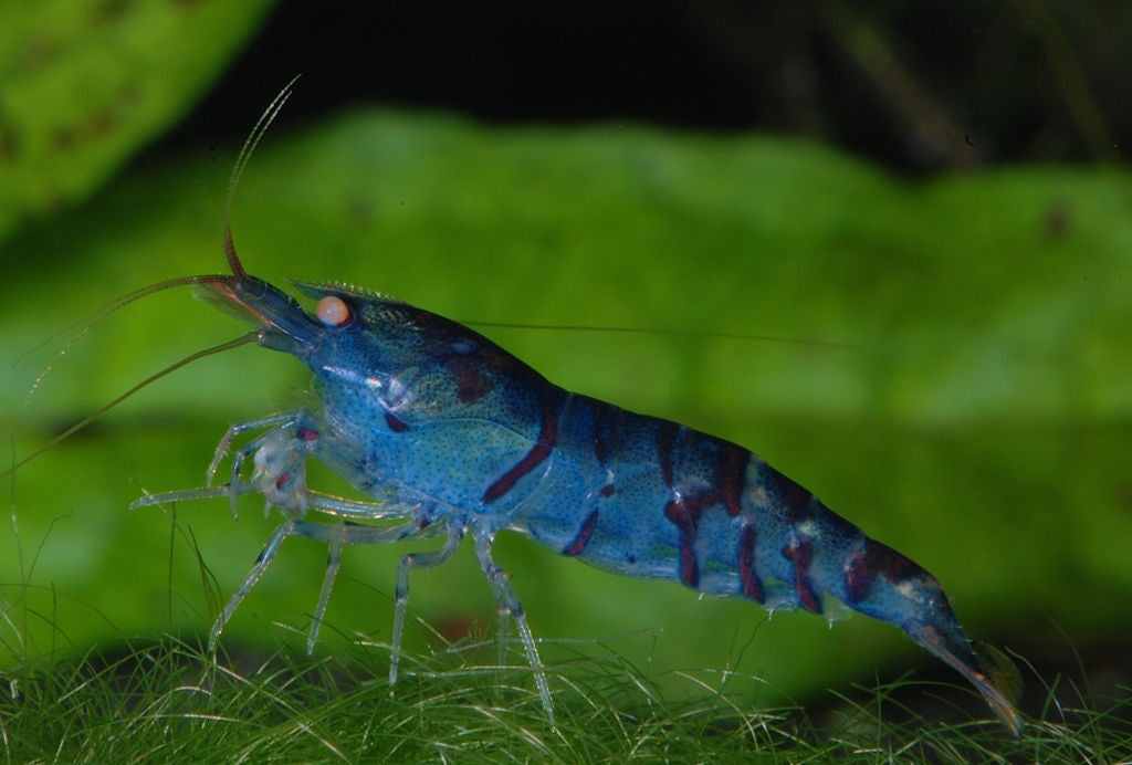 Orange Eye Royal Blue Tiger Shrimp (Caridina cantonensis) — Photo: DirkBlankenhaus, CC BY-SA 3.0, via Wikimedia Commons