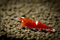 Pure Red Line Shrimp (Caridina cantonensis) — Photo: Marcus Hafermann, CC BY-SA 3.0, via Wikimedia Commons