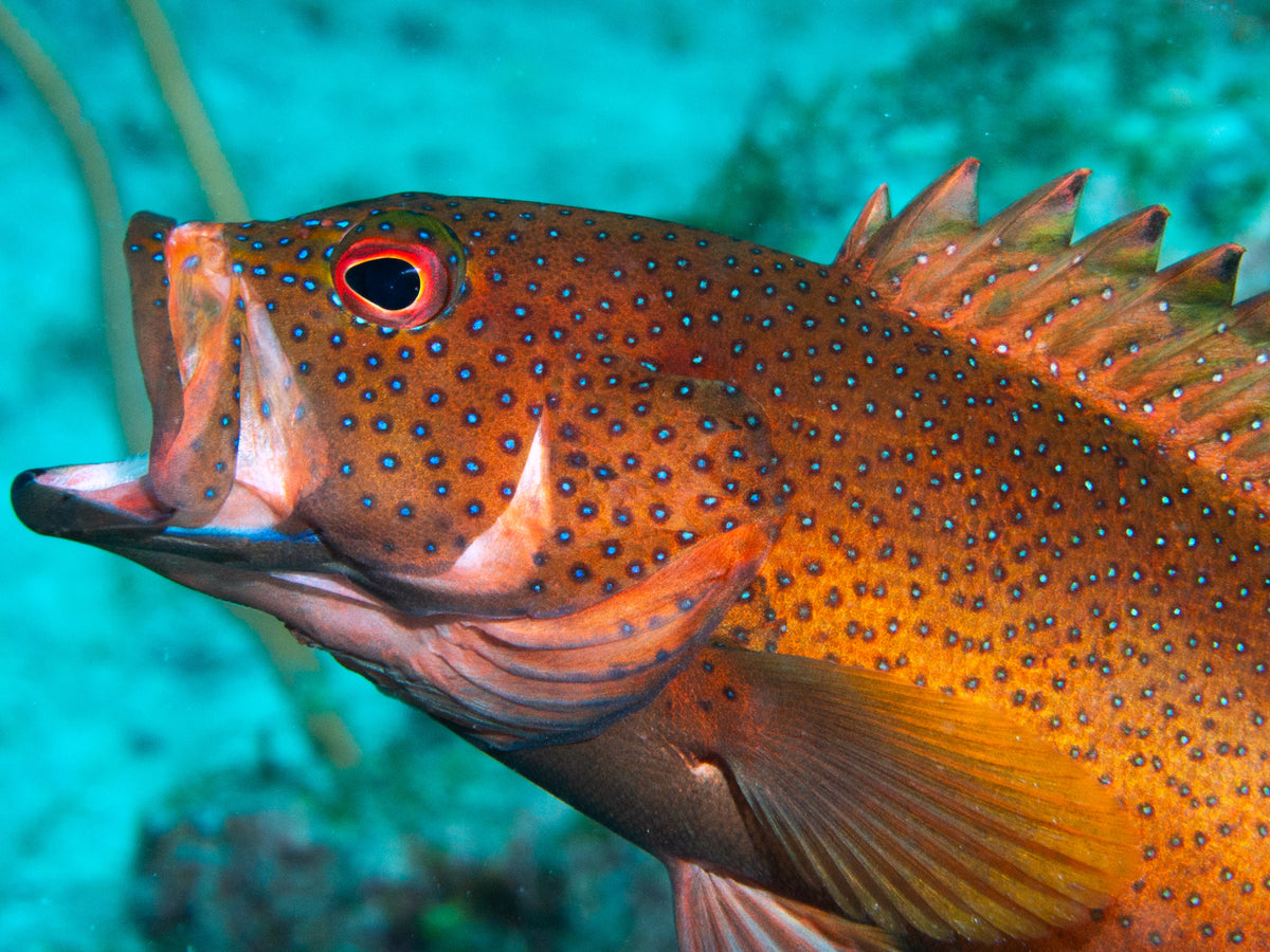 Red Coney Grouper (Cephalopholis fulva)