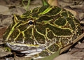 Green Pacman Frog (Ceratophrys cranwelli) — Photo: Pablo H Capovilla, CC BY-SA 4.0, via Wikimedia Commons