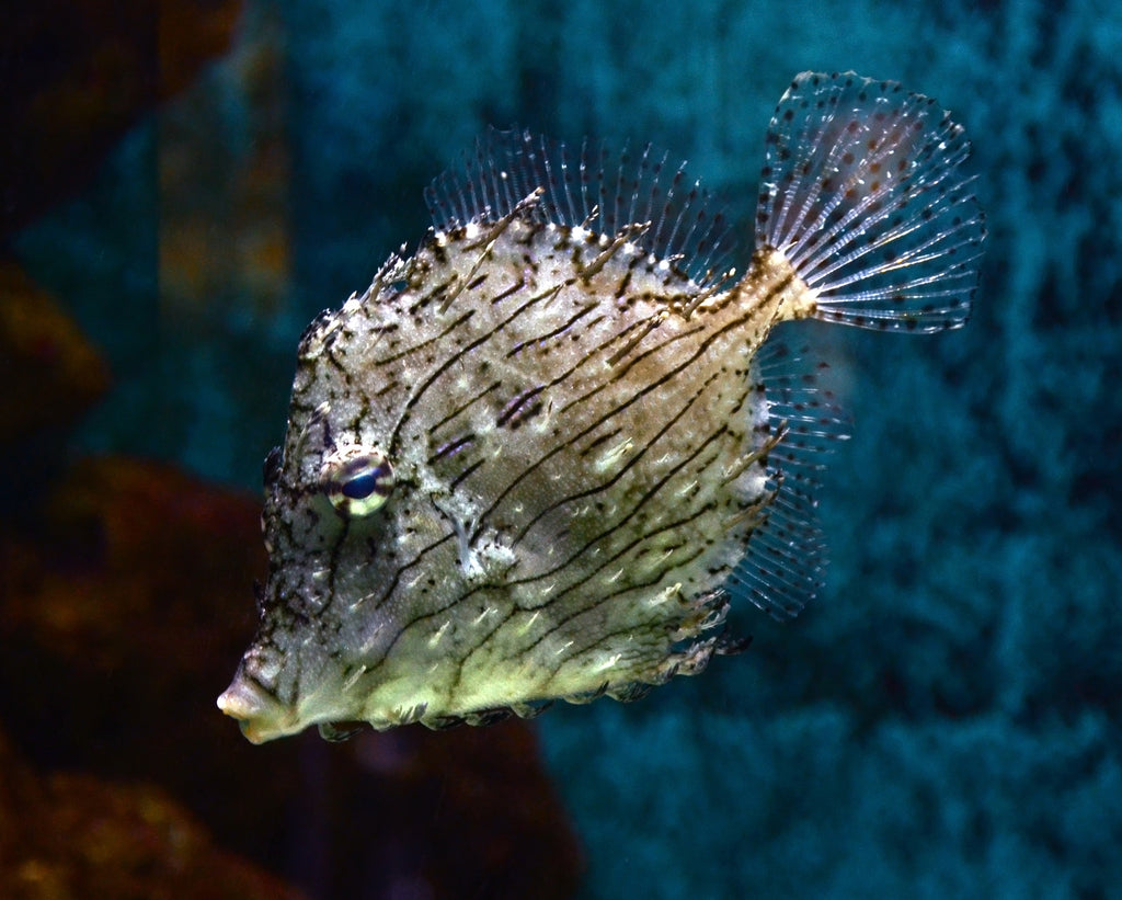 Matted Filefish (Chaetodermis penicilligerus) — Photo: Vassil, CC0, via Wikimedia Commons