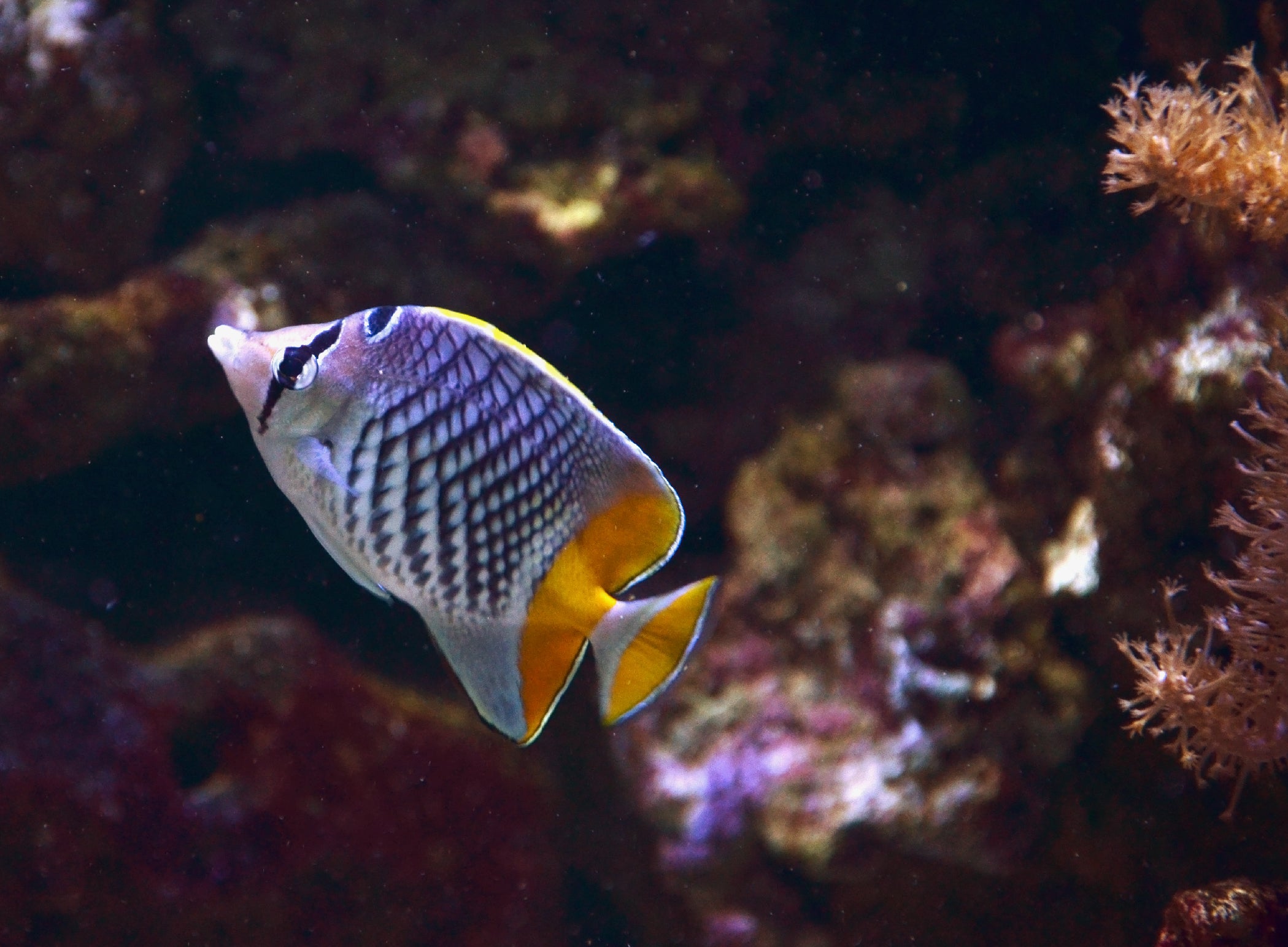 Red Pearlscale Butterflyfish (Chaetodon xanthurus) — Photo: Vassil, CC0, via Wikimedia Commons