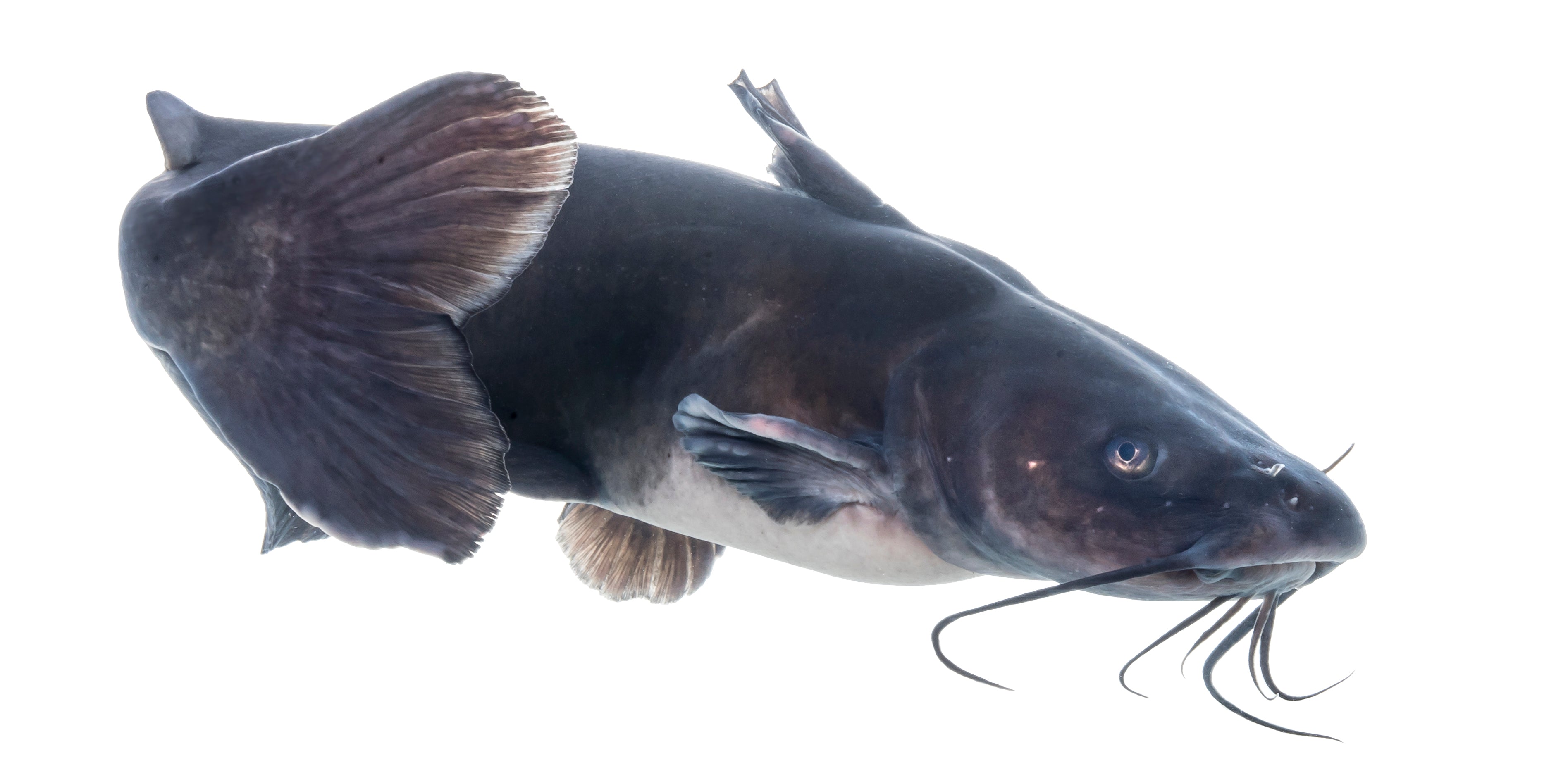 Blue Channel Catfish (Ictalurus punctatus) — Photo: USFWS Mountain Prairie, Public domain, via Wikimedia Commons