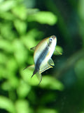 Black Emperor Tetra (Nematobrycon palmeri) — Photo: NasserHalaweh, CC BY-SA 4.0, via Wikimedia Commons