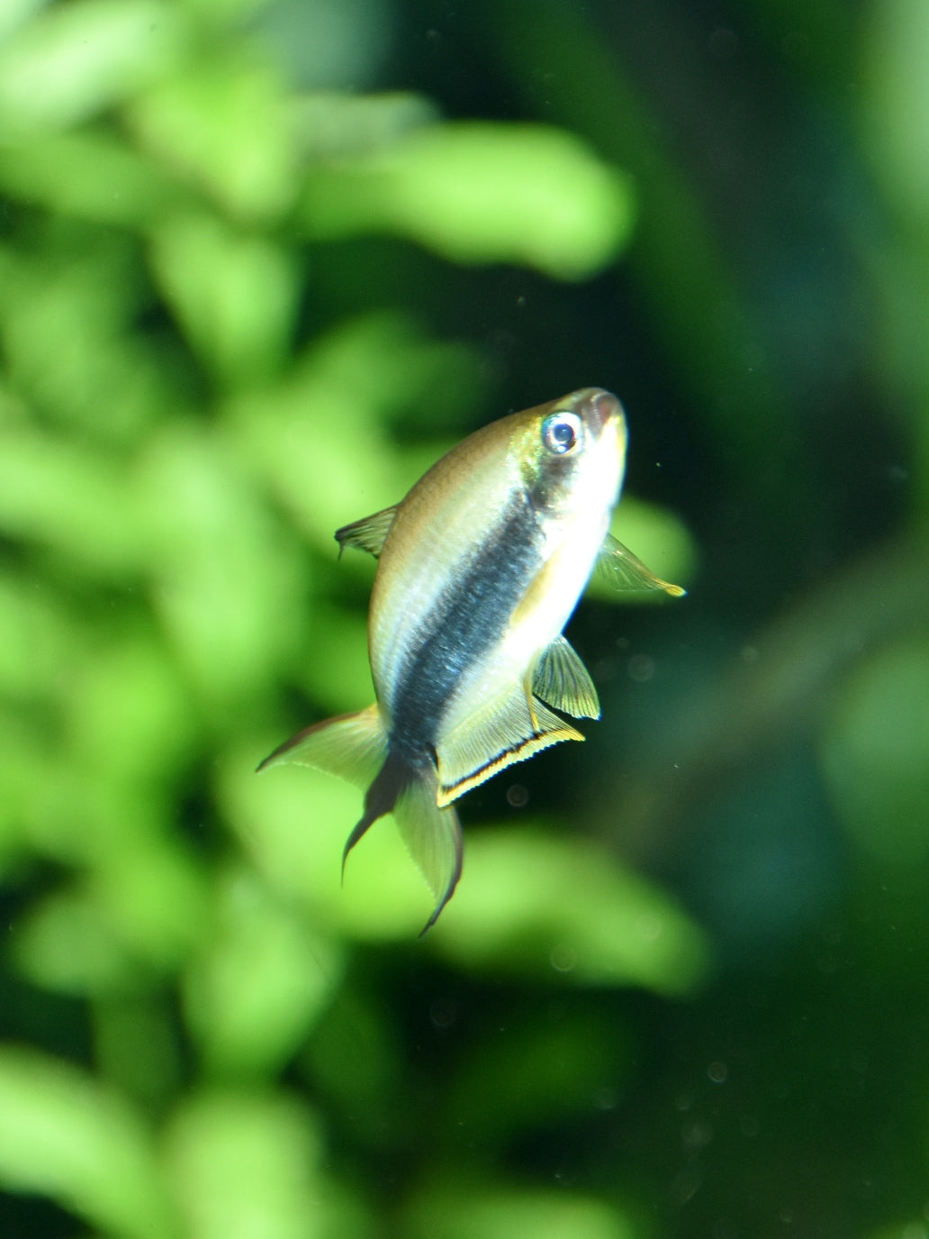 Black Emperor Tetra (Nematobrycon palmeri)