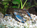 Crayfish (Cherax) — Photo: Nick9002, Public domain, via Wikimedia Commons