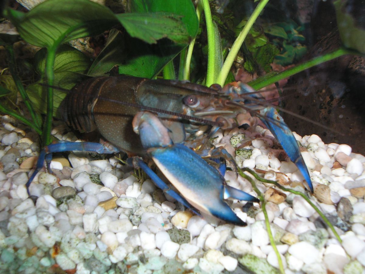 Crayfish (Cherax) — Photo: Nick9002, Public domain, via Wikimedia Commons