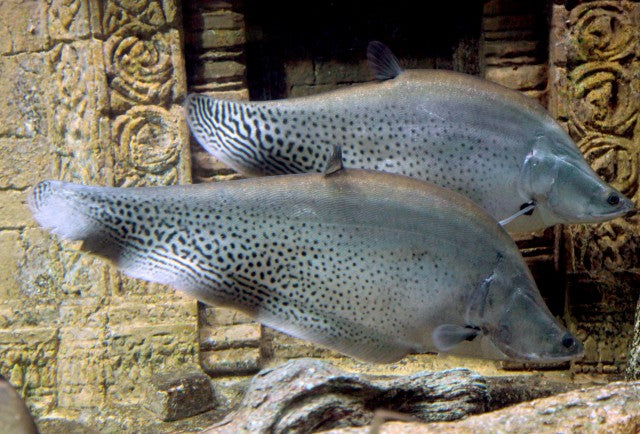 Mosaic Knife Fish (Chitala blanci) — Photo: BEDO (Thailand), CC BY-SA 4.0, via Wikimedia Commons