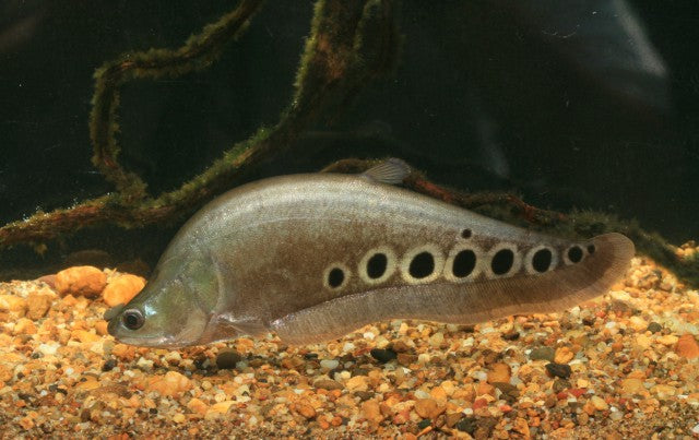Gold Clown Knife (Chitala ornata)