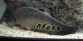 Clown Knife (Chitala ornata) — Photo: Mistvan, CC BY-SA 3.0, via Wikimedia Commons
