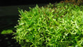 Christmas Moss (Vesicularia montagnei) — Photo: Storm from Canada, CC BY-SA 2.0, via Wikimedia Commons