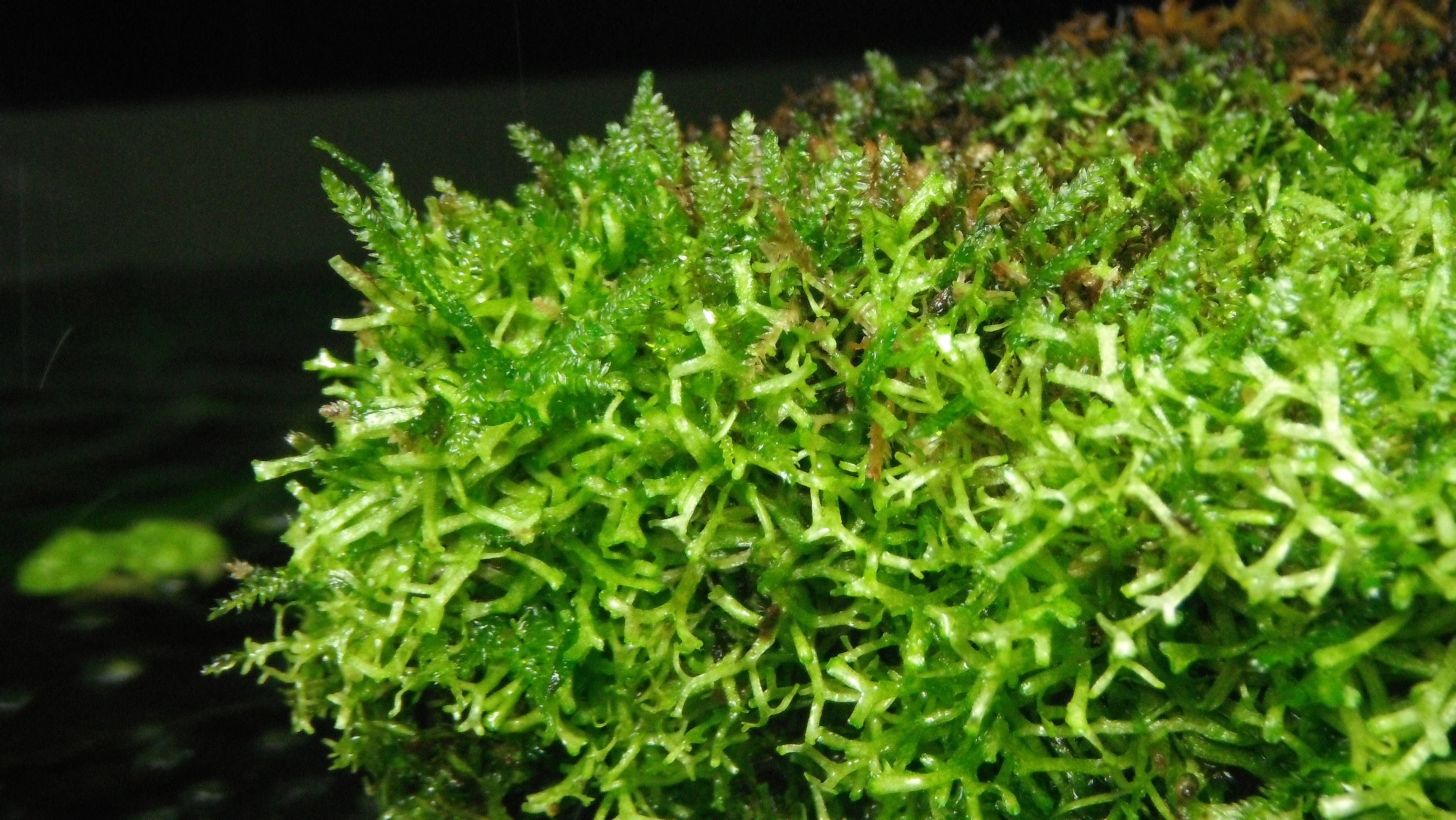 Vesicularia Dubyana Christmas Moss Tissue Culture — Photo: Storm from Canada, CC BY-SA 2.0, via Wikimedia Commons