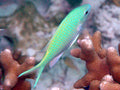 Staghorn Chromis Damsel (Chromis atripectoralis) — photo via Wikimedia Commons, CC BY-SA 3.0