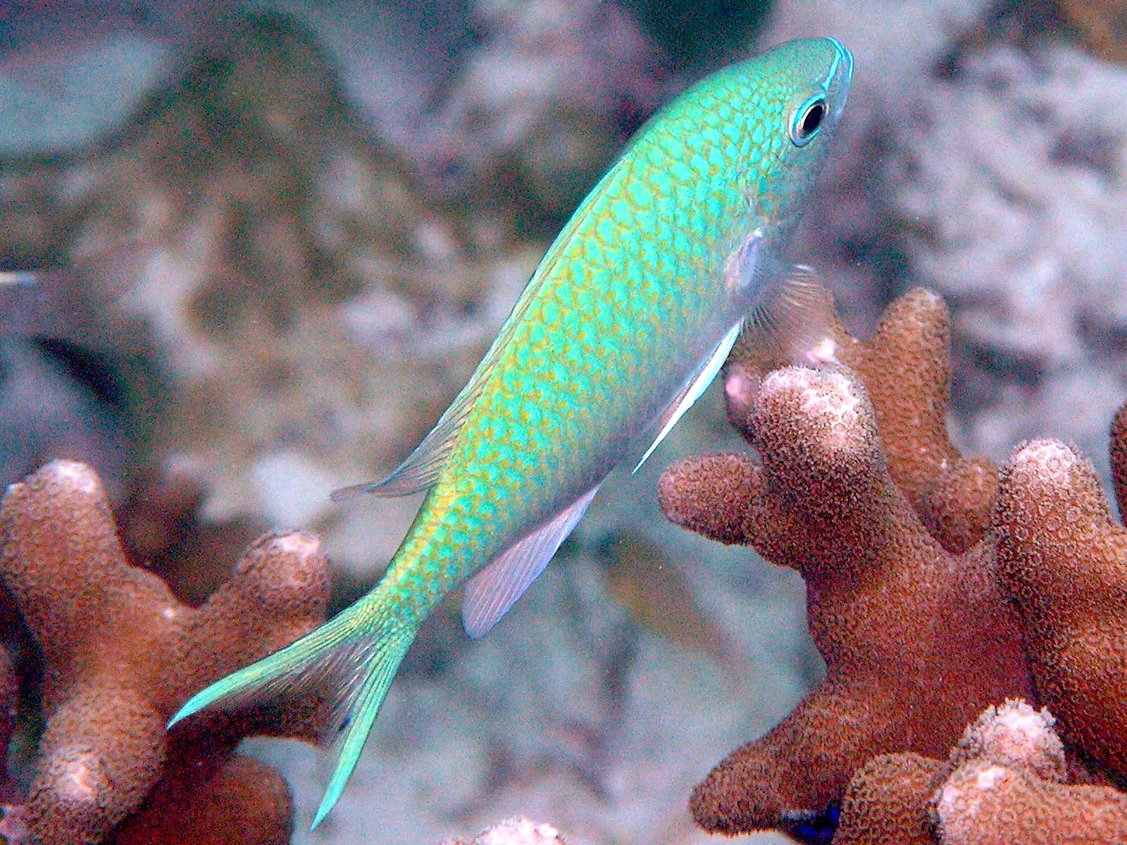 Staghorn Chromis Damsel (Chromis atripectoralis) — photo via Wikimedia Commons, CC BY-SA 3.0