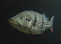 Tucanare Peacock Bass (Cichla temensis) — Photo: Tiia Monto, CC BY-SA 3.0, via Wikimedia Commons