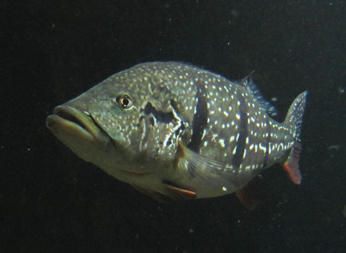 Tucanare Peacock Bass (Cichla temensis) — Photo: Tiia Monto, CC BY-SA 3.0, via Wikimedia Commons