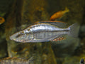 OB Compressiceps (Dimidiochromis compressiceps) — Photo: Hectonichus, CC BY-SA 3.0, via Wikimedia Commons