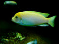 O.B. Marmalade Cichlid (Maylandia zebra) — Photo: NasserHalaweh, CC BY-SA 4.0, via Wikimedia Commons