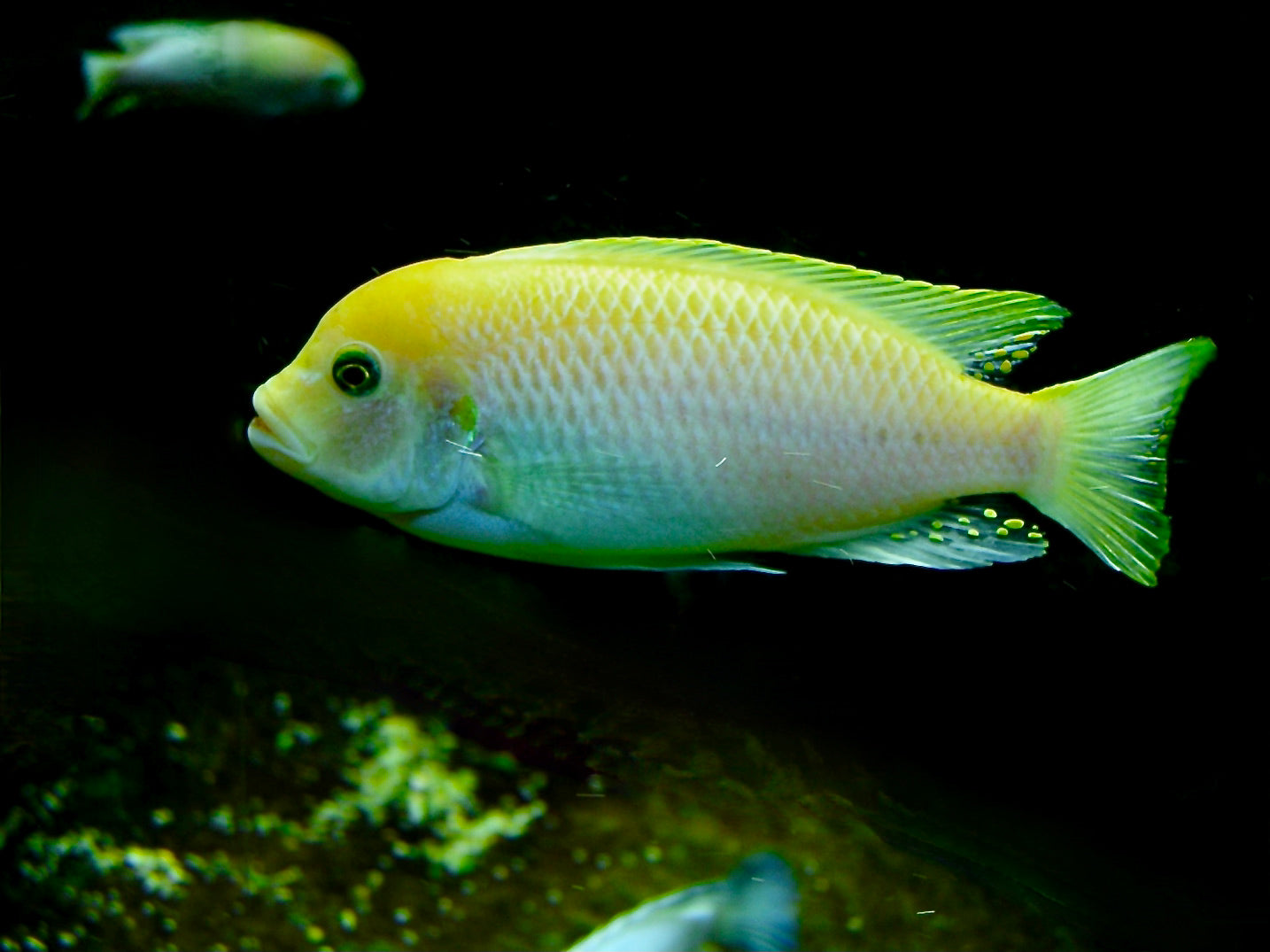 O.B. Marmalade Cichlid (Maylandia zebra) — Photo: NasserHalaweh, CC BY-SA 4.0, via Wikimedia Commons