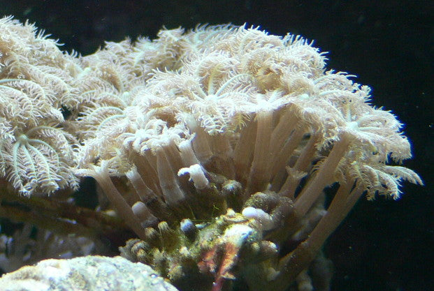 Neon Green Clove Polyps (Clavularia sp.)