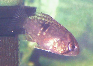 Tank-Raised Keyhole Cichlid (Cleithracara maronii) — Photo: User:D.W., Public domain, via Wikimedia Commons