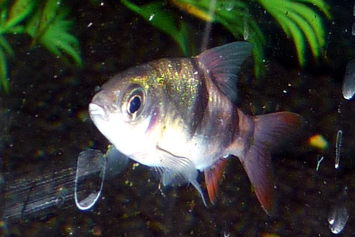 Clown Barb (Barbodes everetti) — Photo: Haplochromis, CC BY-SA 3.0, via Wikimedia Commons